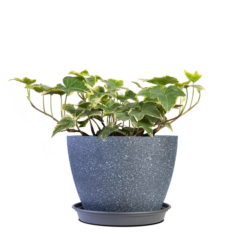 Variegated English ivy