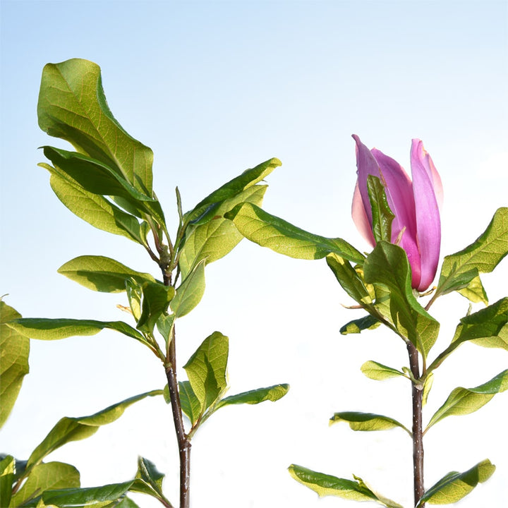 Jane Magnolia Tree