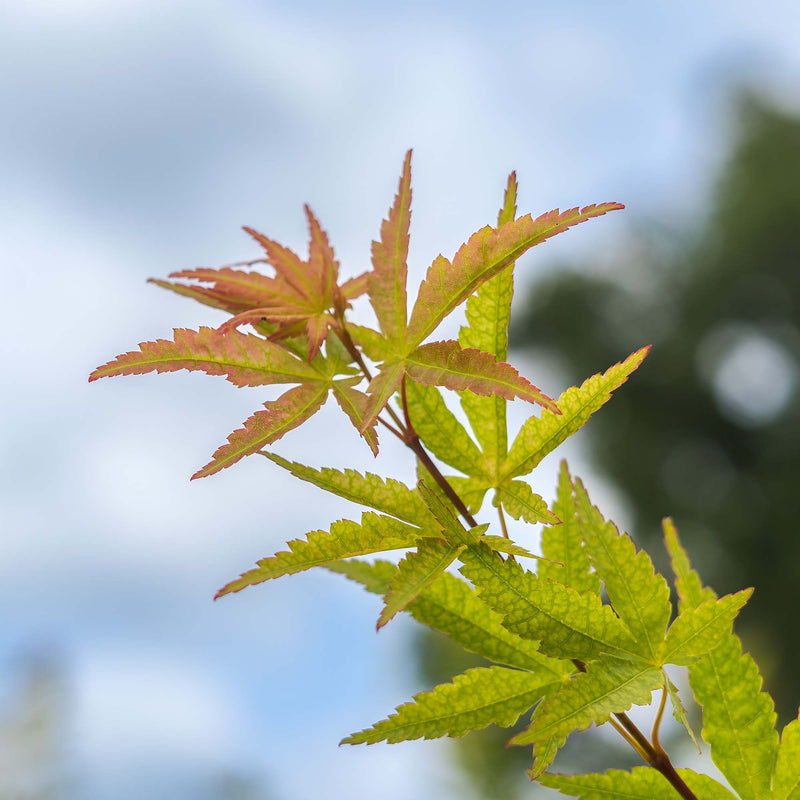Sango Kaku Japanese Maple Tree