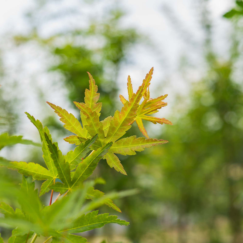 Sango Kaku Japanese Maple Tree