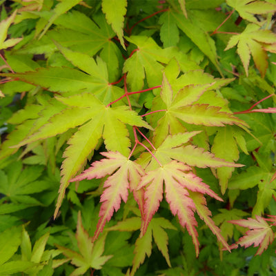 Sango Kaku Japanese Maple Tree