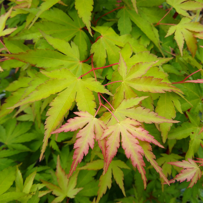 Sango Kaku Japanese Maple Tree