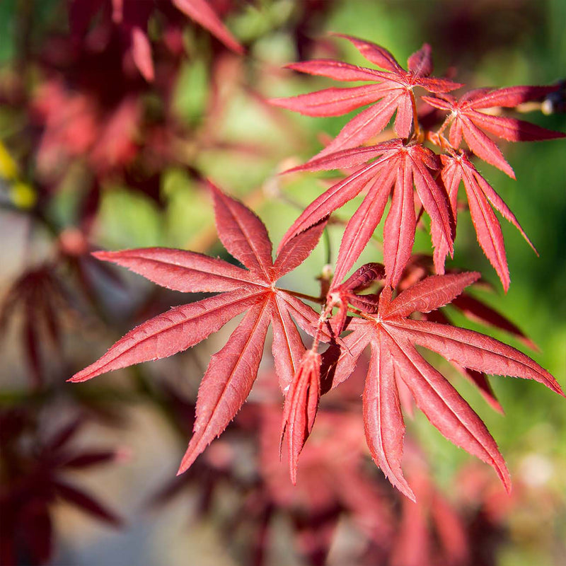 Bloodgood Japanese Maple