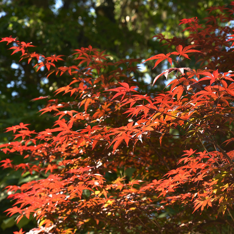 Bloodgood Japanese Maple