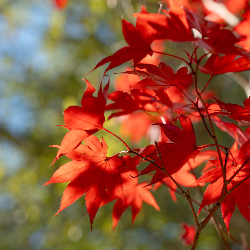 Bloodgood Japanese Maple