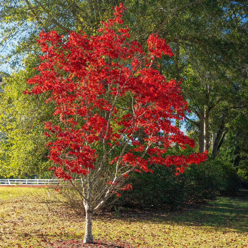 Bloodgood Japanese Maple