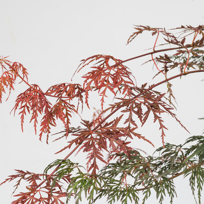 Orangeola Japanese Maple