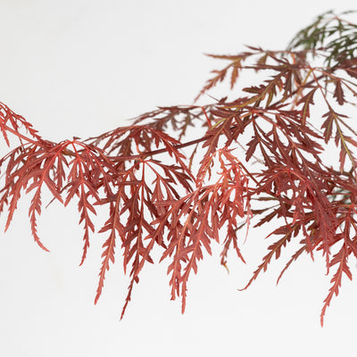 Orangeola Japanese Maple