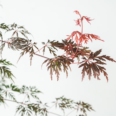 Orangeola Japanese Maple