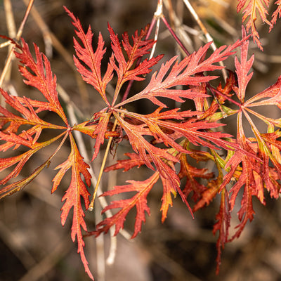 Orangeola Japanese Maple