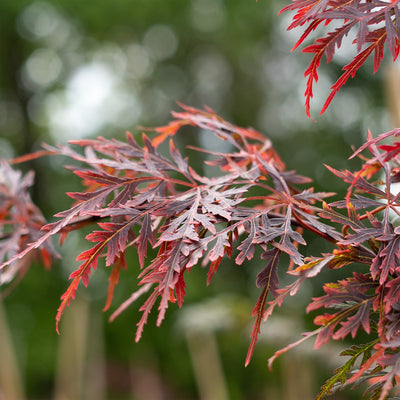 Orangeola Japanese Maple