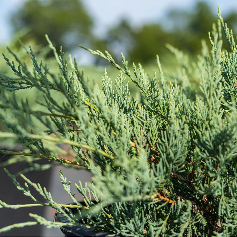 Grey Owl Juniper