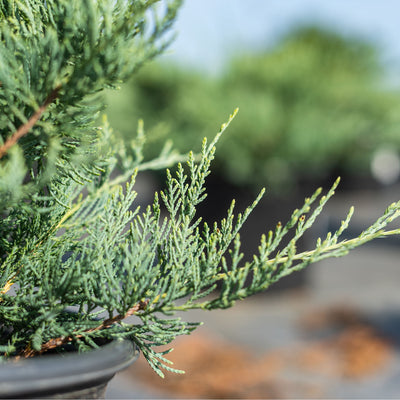 Grey Owl Juniper