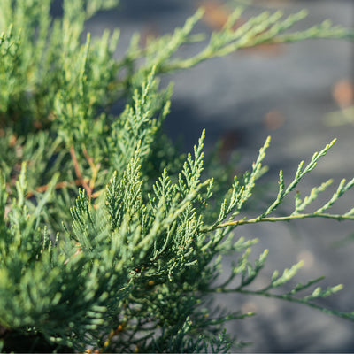 Grey Owl Juniper