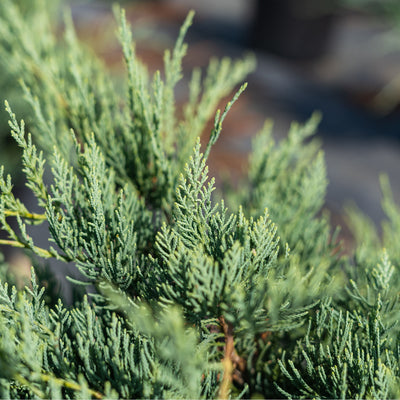 Grey Owl Juniper