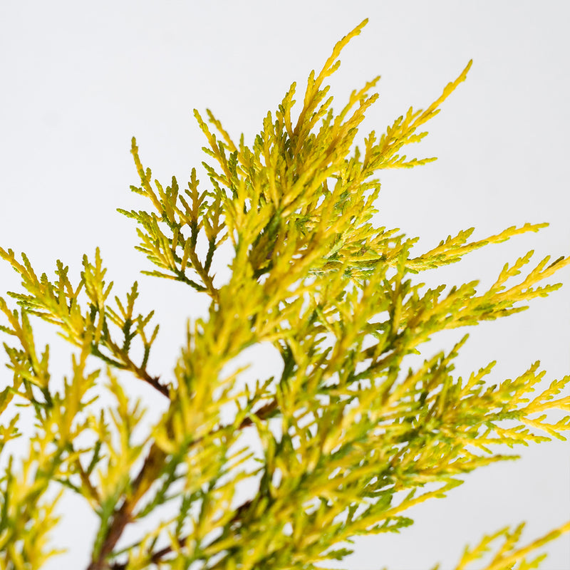 Old Gold Juniper