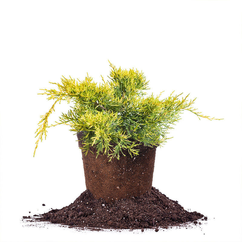 Old Gold Juniper