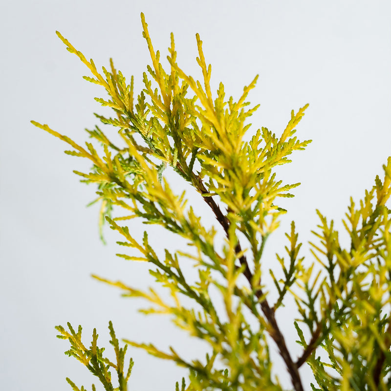 Old Gold Juniper