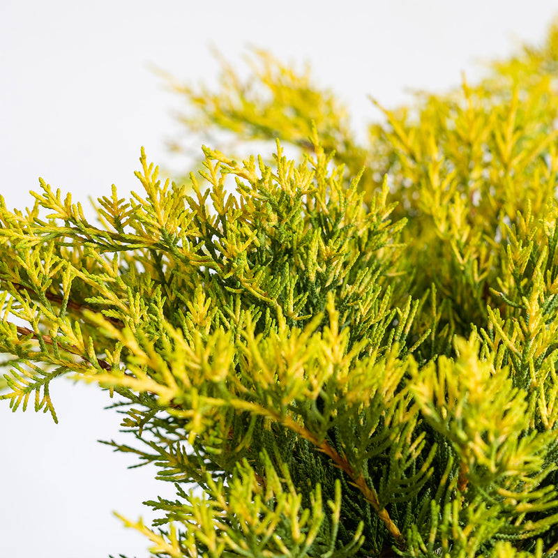 Old Gold Juniper