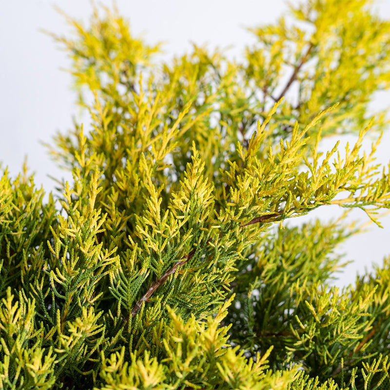 Old Gold Juniper