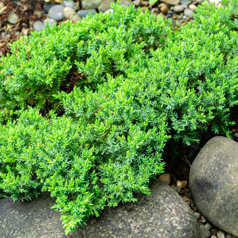 Procumbens Nana Juniper