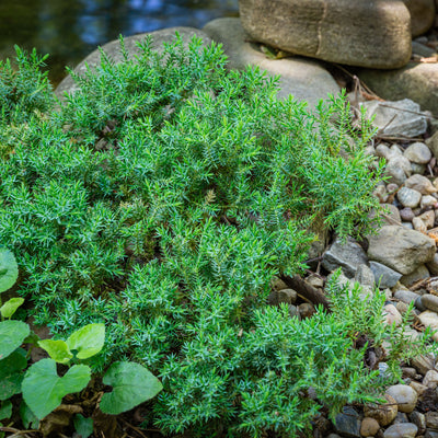 Procumbens Nana Juniper