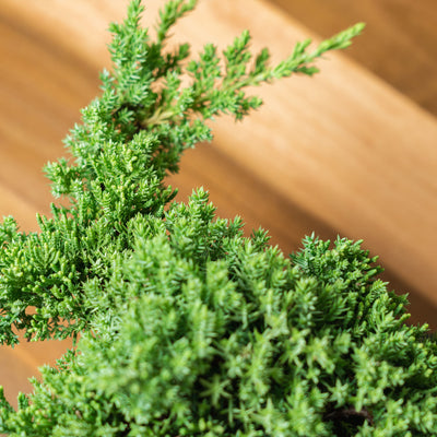 Procumbens Nana Juniper