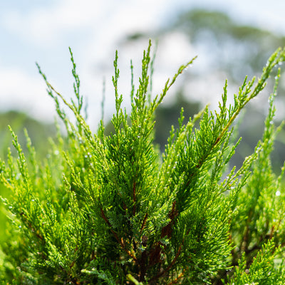 Sea Green Juniper