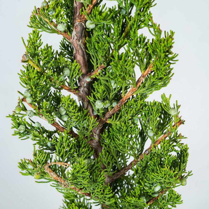 Torulosa Juniper