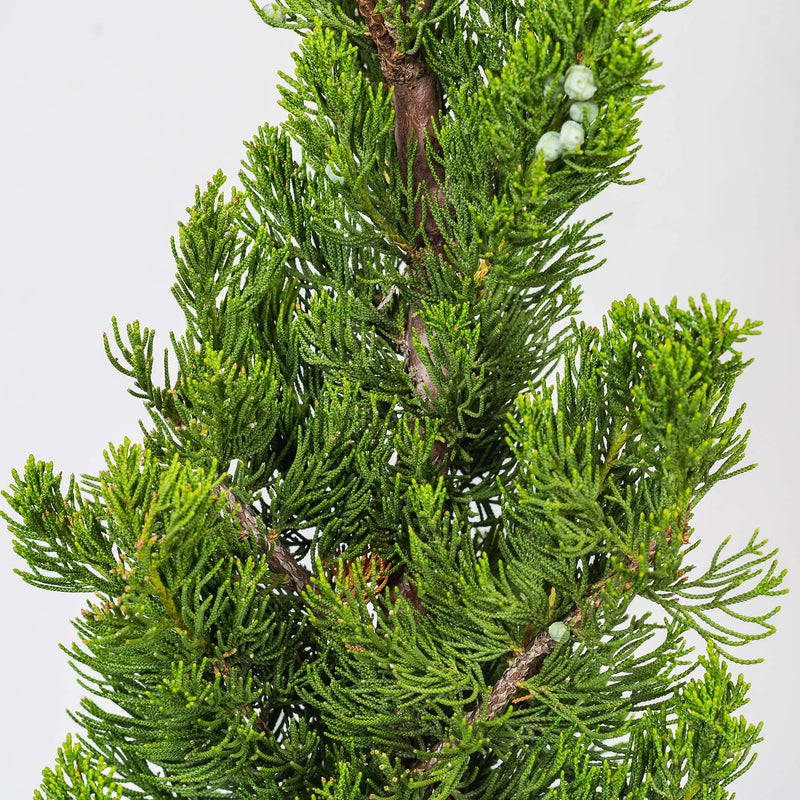 Torulosa Juniper