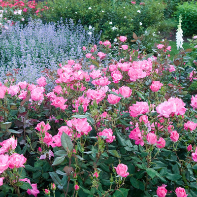 Pink Knock Out® Rose