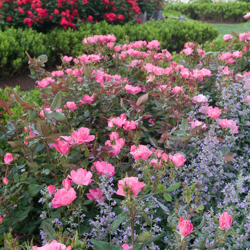 Pink Knock Out® Rose