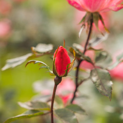 Pink Knock Out® Rose