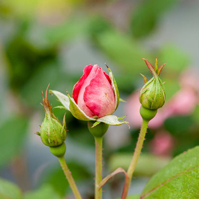 Red Knock Out® Rose