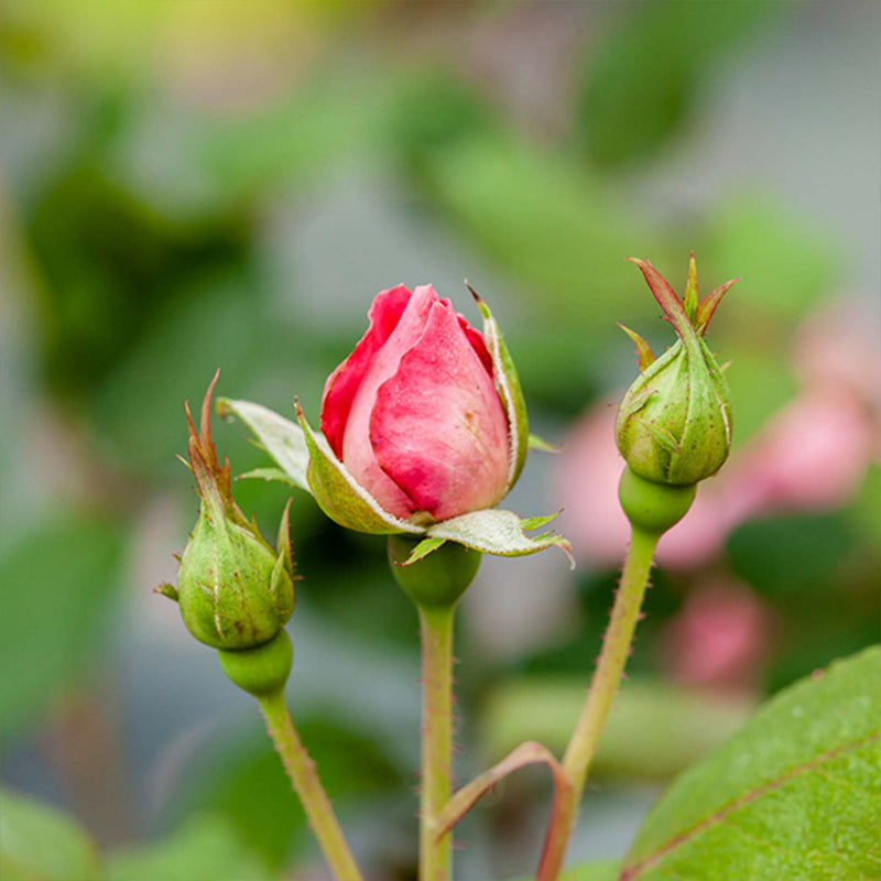 Red Knock Out® Rose