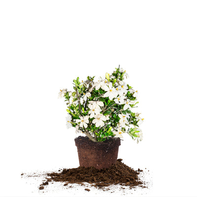 Kleim's Hardy Gardenia Shrub