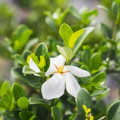 Kleim's Hardy Gardenia Shrub