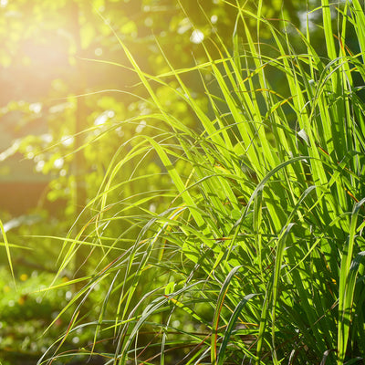 Lemongrass Plant