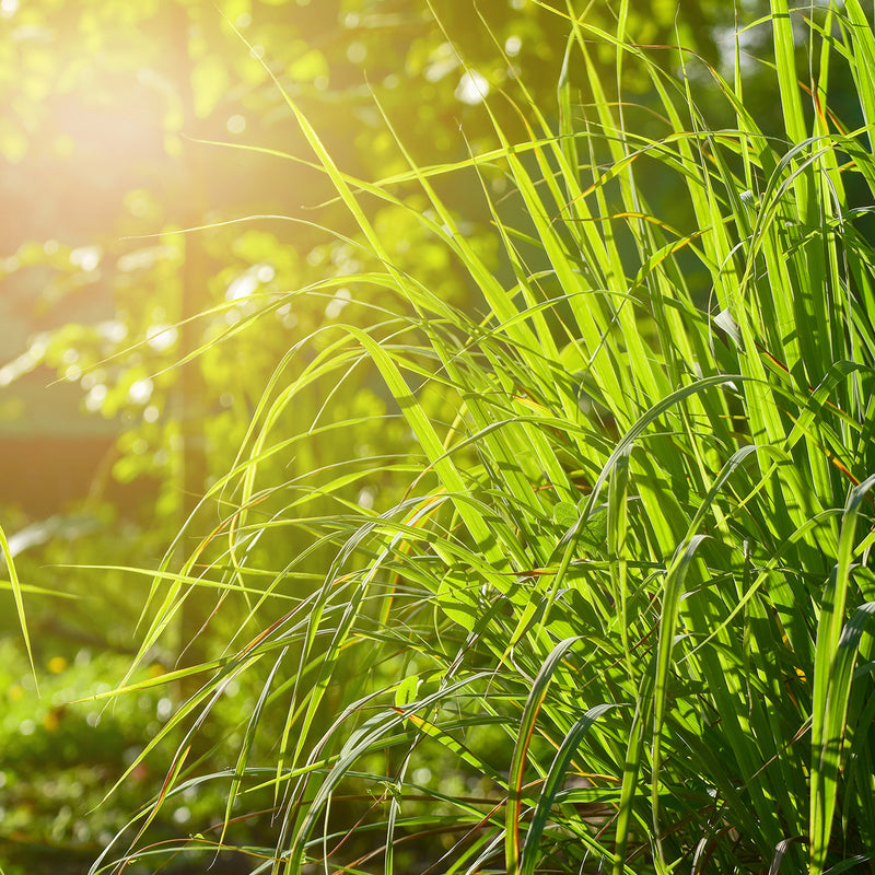 Lemongrass Plant