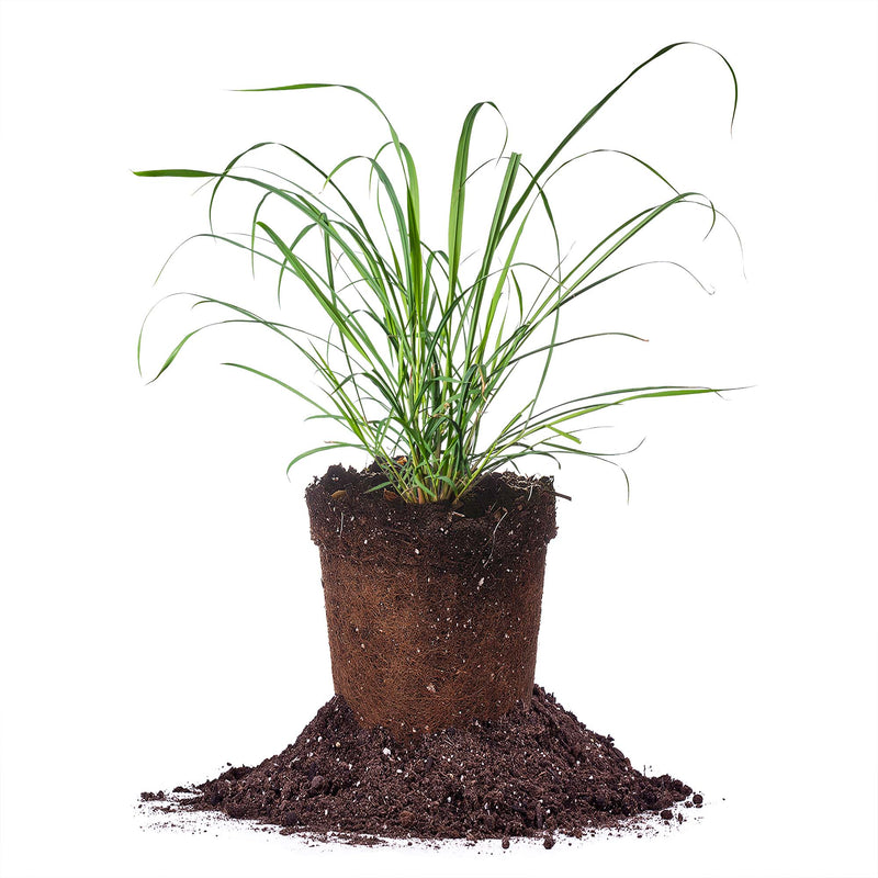 Lemongrass Plant