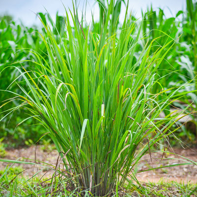 Lemongrass Plant