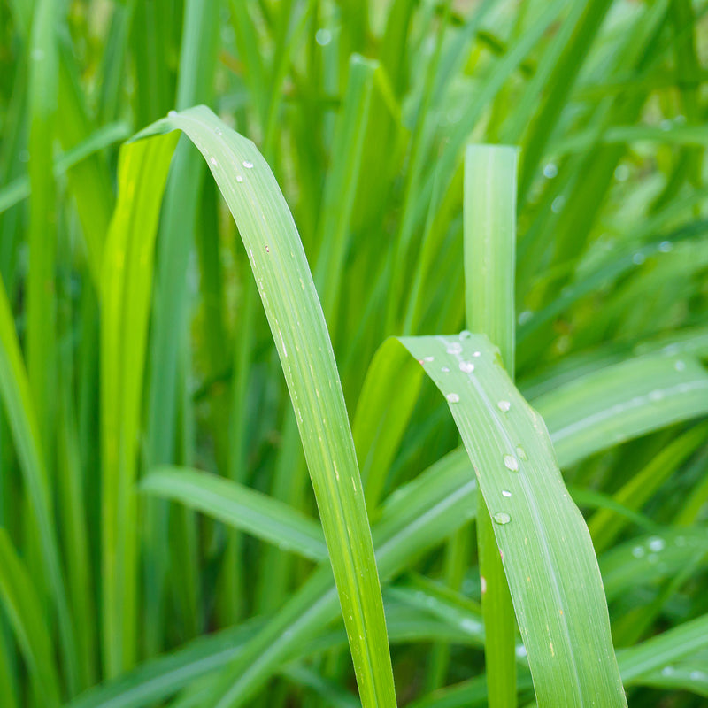 Lemongrass Plant