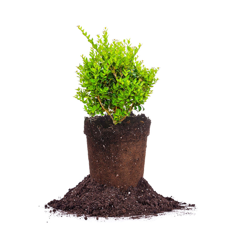 Wax Ligustrum