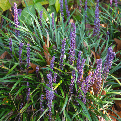 Super Blue Liriope