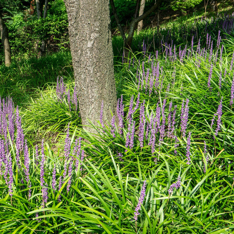 Super Blue Liriope