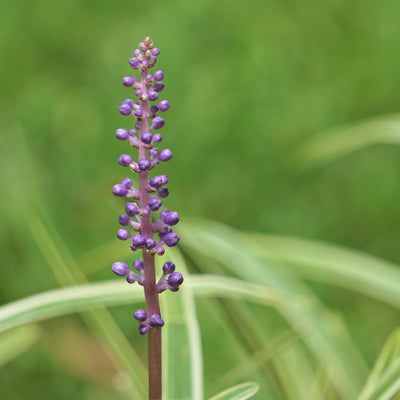 Super Blue Liriope