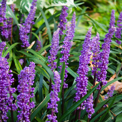 Super Blue Liriope