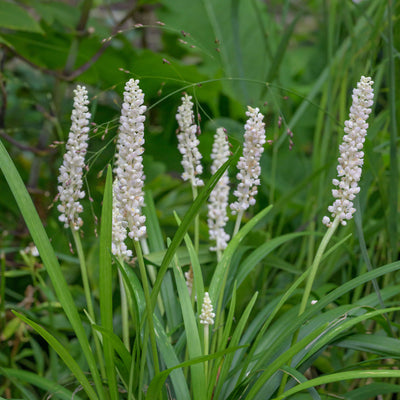 Monroe White Liriope