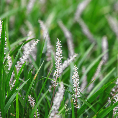 Monroe White Liriope