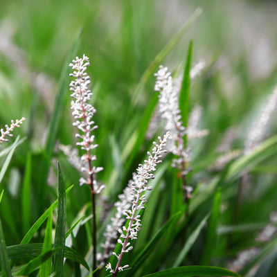 Monroe White Liriope